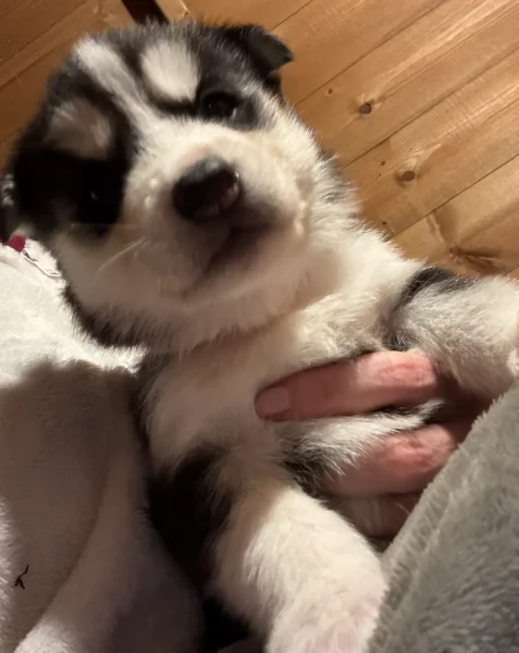 deliziosi cuccioli di Husky per adozione | Foto 4