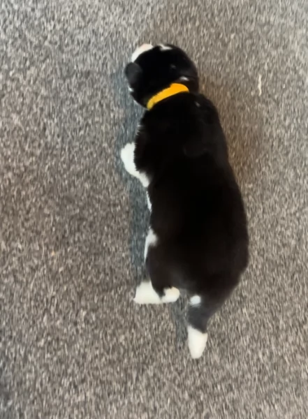 deliziosi cuccioli di Husky per adozione