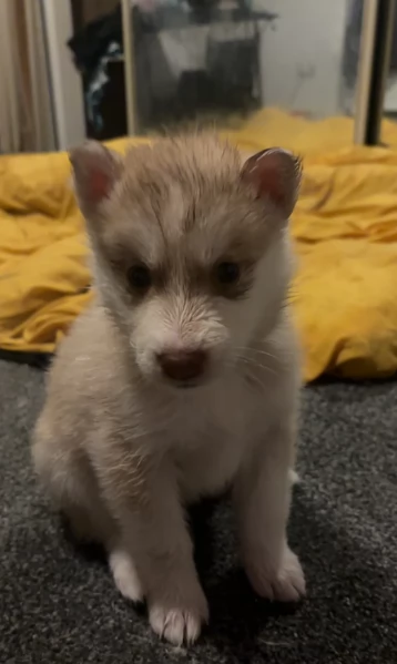 deliziosi cuccioli di Husky per adozione | Foto 2