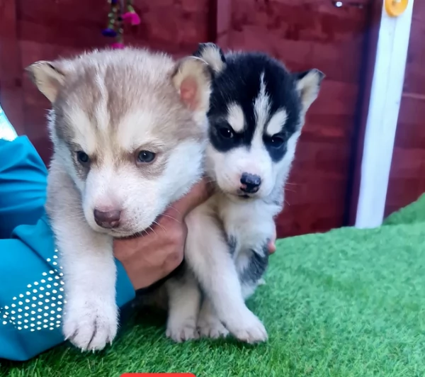 deliziosi cuccioli di Husky per adozione | Foto 3