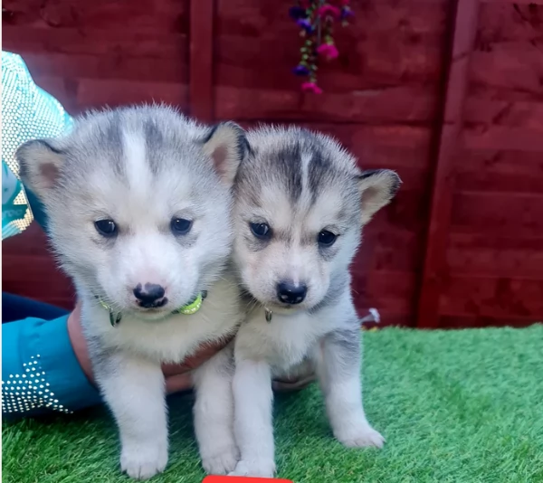 deliziosi cuccioli di Husky per adozione | Foto 2