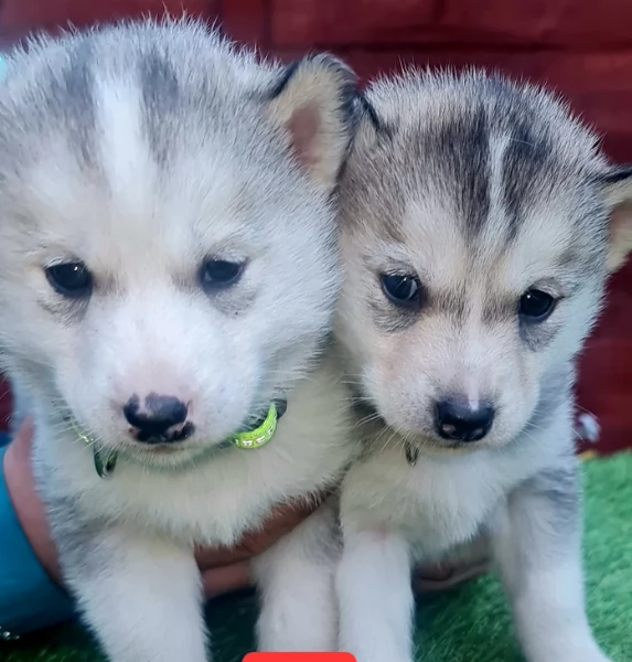 deliziosi cuccioli di Husky per adozione | Foto 1