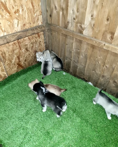 deliziosi cuccioli di Husky per adozione