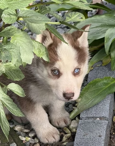deliziosi cuccioli di Husky per adozione | Foto 2