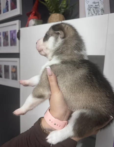 deliziosi cuccioli di Husky per adozione | Foto 4