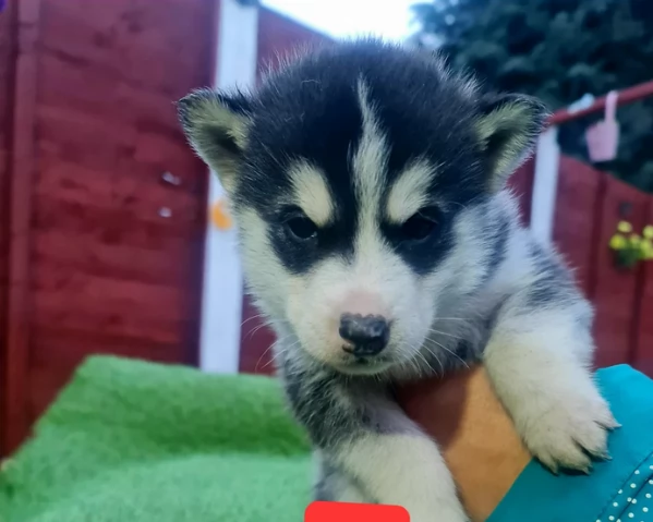 deliziosi cuccioli di Husky per adozione | Foto 0