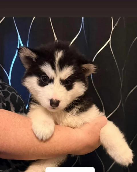 deliziosi cuccioli di Husky per adozione | Foto 3