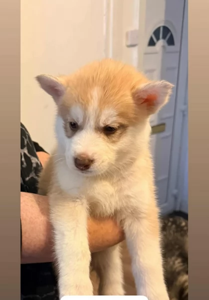 deliziosi cuccioli di Husky per adozione | Foto 1