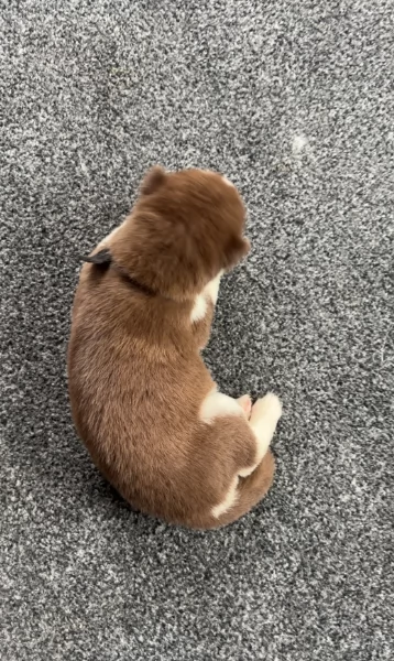 deliziosi cuccioli di Husky per adozione | Foto 0