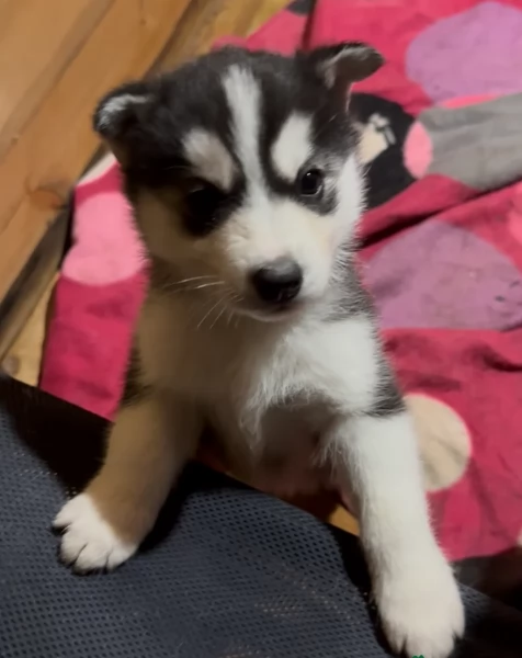 deliziosi cuccioli di Husky per adozione | Foto 3