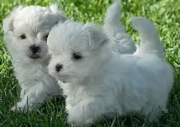 deliziosi cuccioli di Maltes maschio e femmina disponibiliper adozione | Foto 2