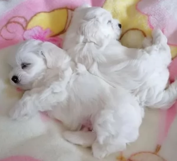 deliziosi cuccioli di Maltes maschio e femmina disponibiliper adozione