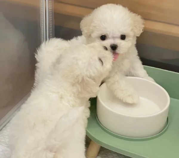 deliziosi cuccioli di Maltes maschio e femmina disponibiliper adozione | Foto 5