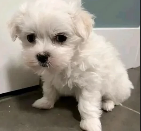 deliziosi cuccioli di Maltes maschio e femmina disponibiliper adozione