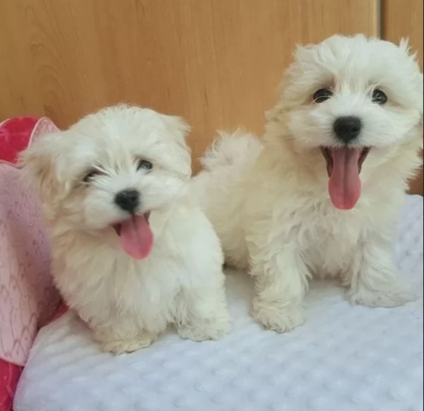 deliziosi cuccioli di Maltes maschio e femmina disponibiliper adozione | Foto 2