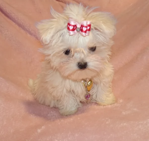 deliziosi cuccioli di Maltes maschio e femmina disponibiliper adozione | Foto 0