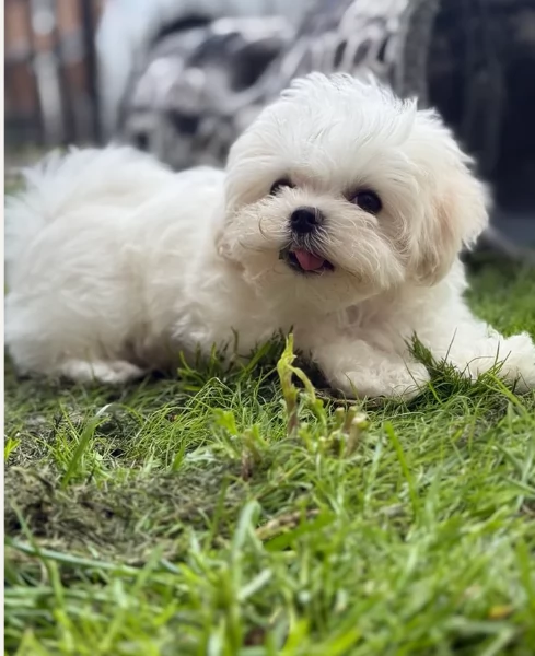 deliziosi cuccioli di Maltes maschio e femmina disponibiliper adozione | Foto 2