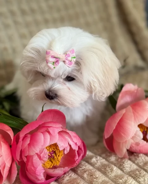 deliziosi cuccioli di Maltes maschio e femmina disponibiliper adozione | Foto 0