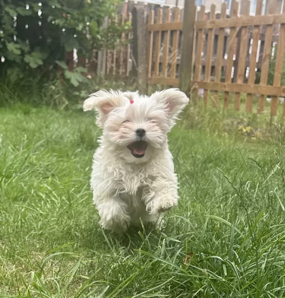deliziosi cuccioli di Maltes maschio e femmina disponibiliper adozione | Foto 2
