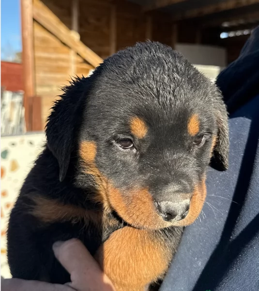 adorabili cuccioli di Rottweiler per adozione | Foto 4