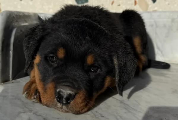 adorabili cuccioli di Rottweiler per adozione | Foto 4