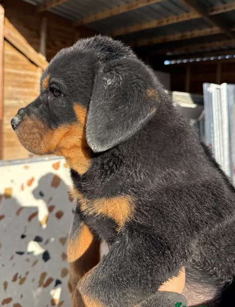 adorabili cuccioli di Rottweiler per adozione | Foto 1