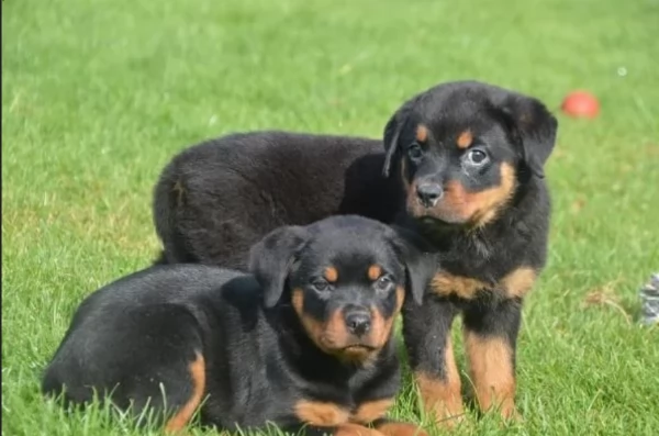 adorabili cuccioli di Rottweiler per adozione | Foto 1