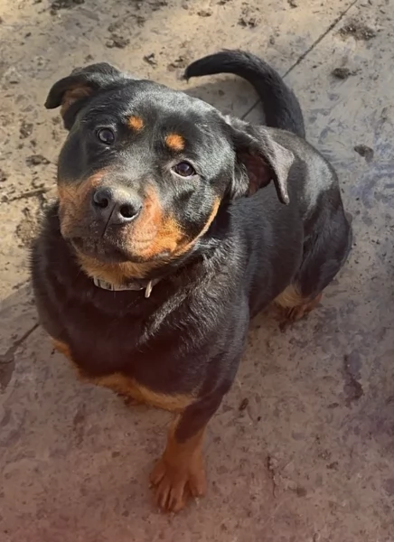 adorabili cuccioli di Rottweiler per adozione | Foto 0