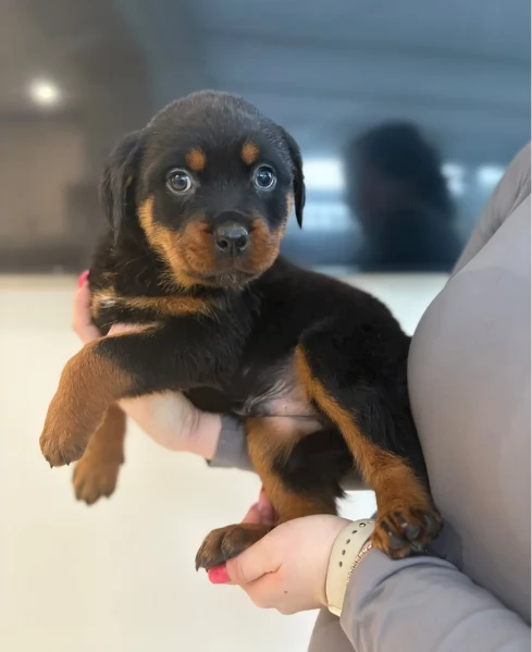 adorabili cuccioli di Rottweiler per adozione | Foto 0
