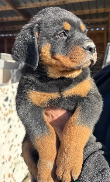 adorabili cuccioli di Rottweiler per adozione | Foto 4
