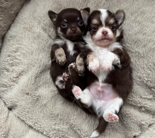 Chihuahua disponibile per ladozione  testato e che non perde pelo | Foto 5