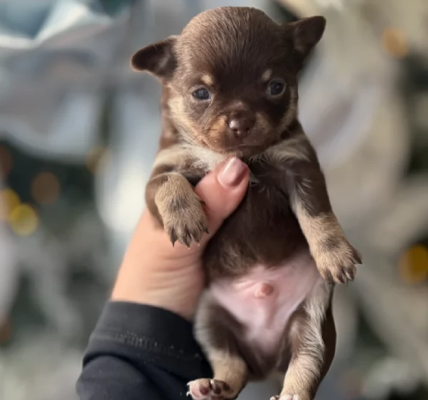 Chihuahua disponibile per ladozione  testato e che non perde pelo | Foto 3