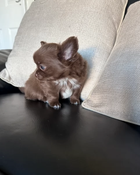 Chihuahua disponibile per ladozione  testato e che non perde pelo | Foto 1