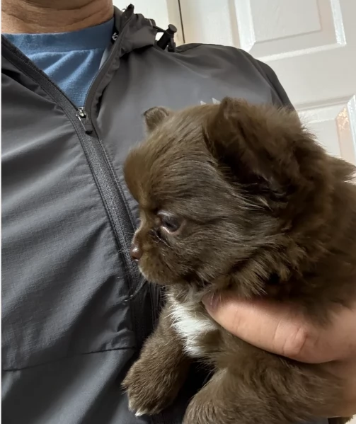 Chihuahua disponibile per ladozione  testato e che non perde pelo | Foto 1