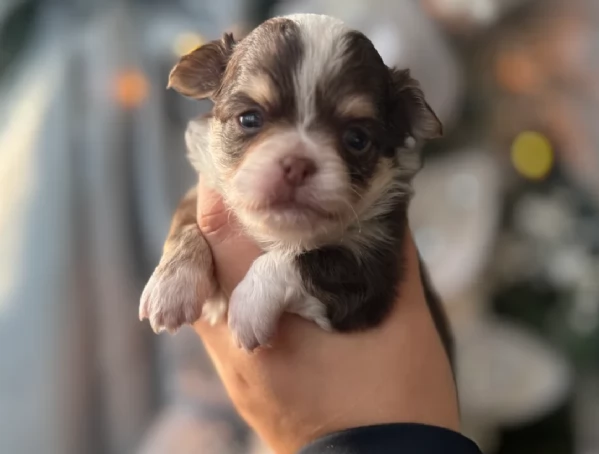 Chihuahua disponibile per ladozione  testato e che non perde pelo | Foto 0