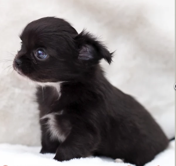 Chihuahua disponibile per ladozione  testato e che non perde pelo | Foto 6