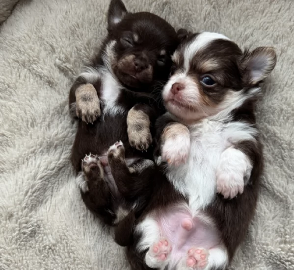 Chihuahua disponibile per ladozione  testato e che non perde pelo | Foto 0