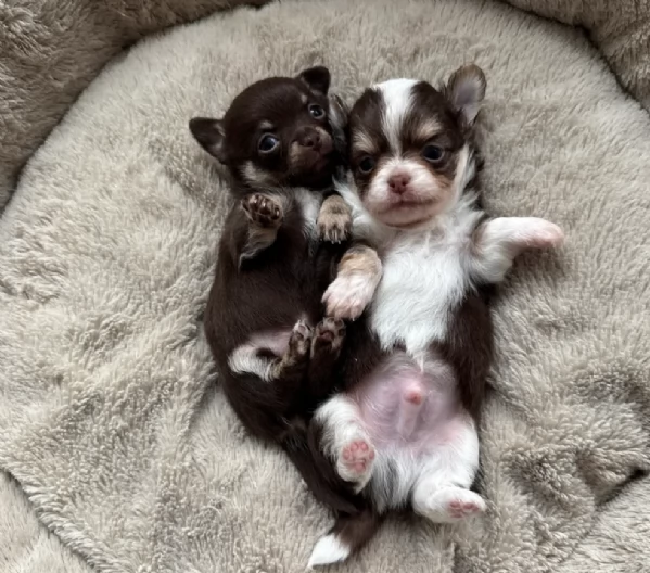 Chihuahua disponibile per ladozione  testato e che non perde pelo | Foto 2