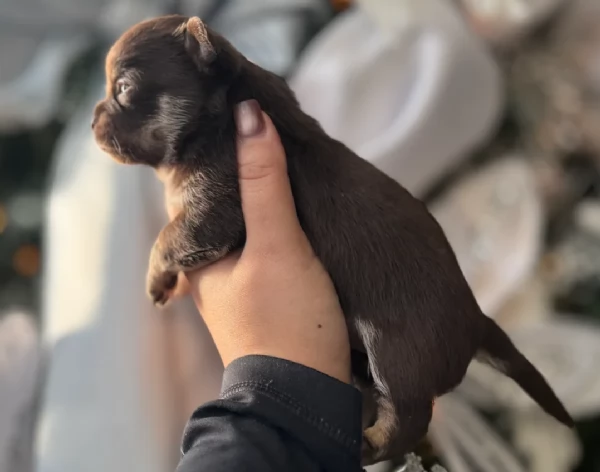 Chihuahua disponibile per ladozione  testato e che non perde pelo | Foto 3