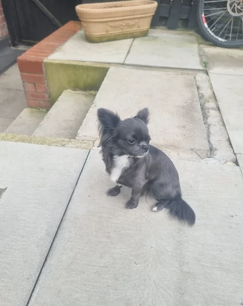 Chihuahua disponibile per ladozione  testato e che non perde pelo | Foto 1