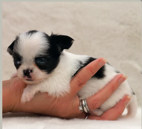 Chihuahua disponibile per ladozione  testato e che non perde pelo | Foto 4