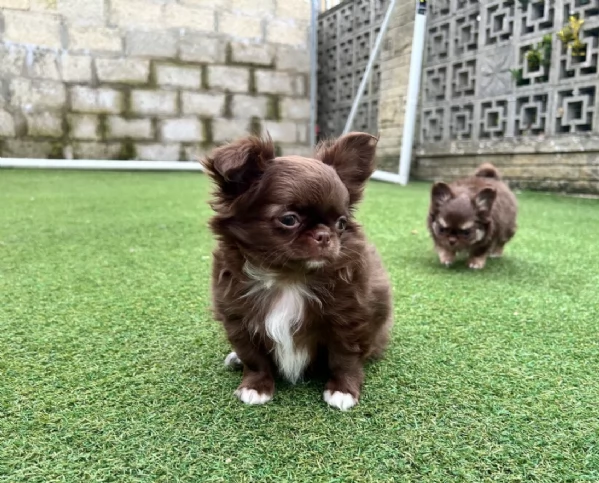 Chihuahua disponibile per ladozione  testato e che non perde pelo | Foto 4