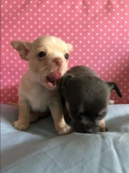 Chihuahua disponibile per ladozione  testato e che non perde pelo | Foto 2