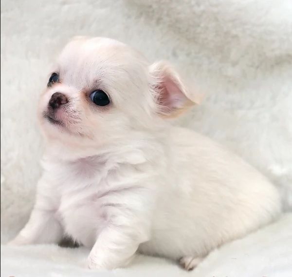 Chihuahua disponibile per ladozione  testato e che non perde pelo | Foto 1