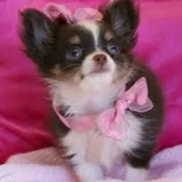 Chihuahua disponibile per ladozione  testato e che non perde pelo | Foto 1