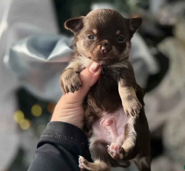 Chihuahua testato e che non perde pelo disponibile per ladozione | Foto 0