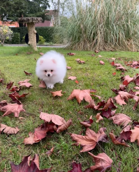 Pomerania di razza puradisponibile per ladozione | Foto 4