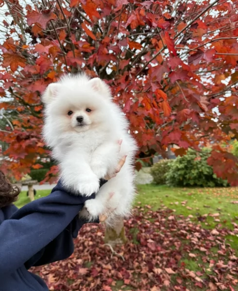Pomerania di razza puradisponibile per ladozione | Foto 2