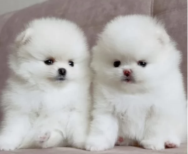 Pomerania di razza puradisponibile per ladozione