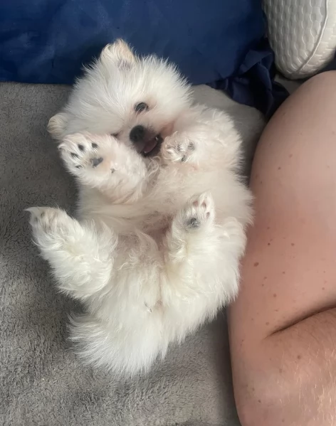 Pomerania di razza puradisponibile per ladozione | Foto 6